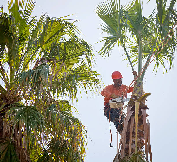 Tree Care Services